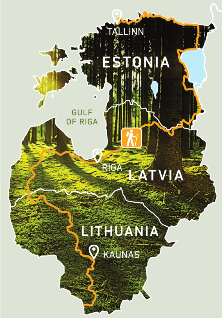 Miško takas