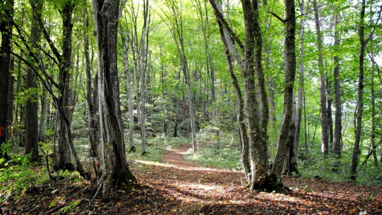 Bernatonių piliakalnis