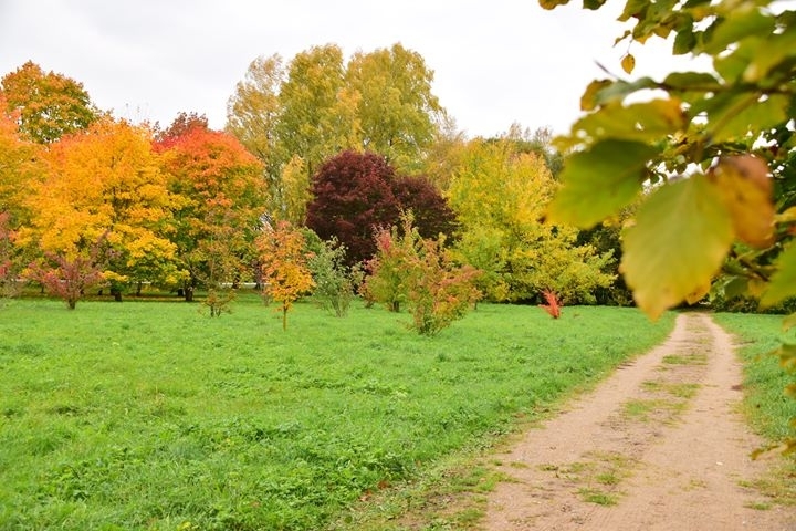 Dubravos arboretumas