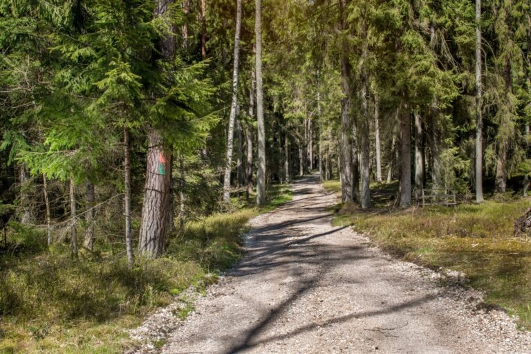 Kulautuvos sveikatingumo takas