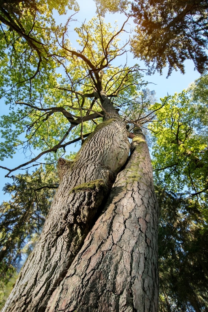 Dubravos medžiai dvyniai