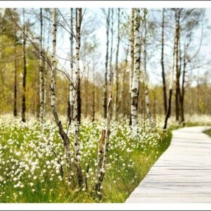 Atvirukas Dubravos pelkė